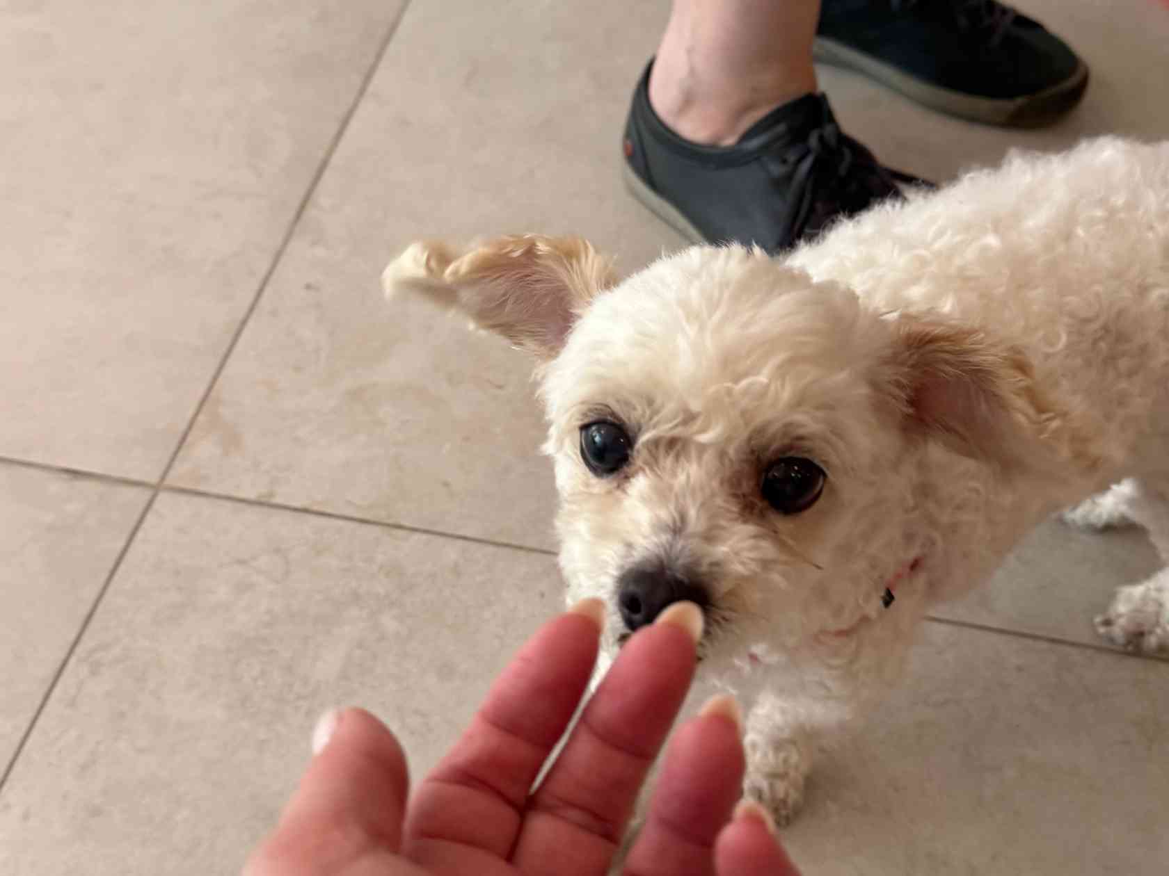 Pet friendly