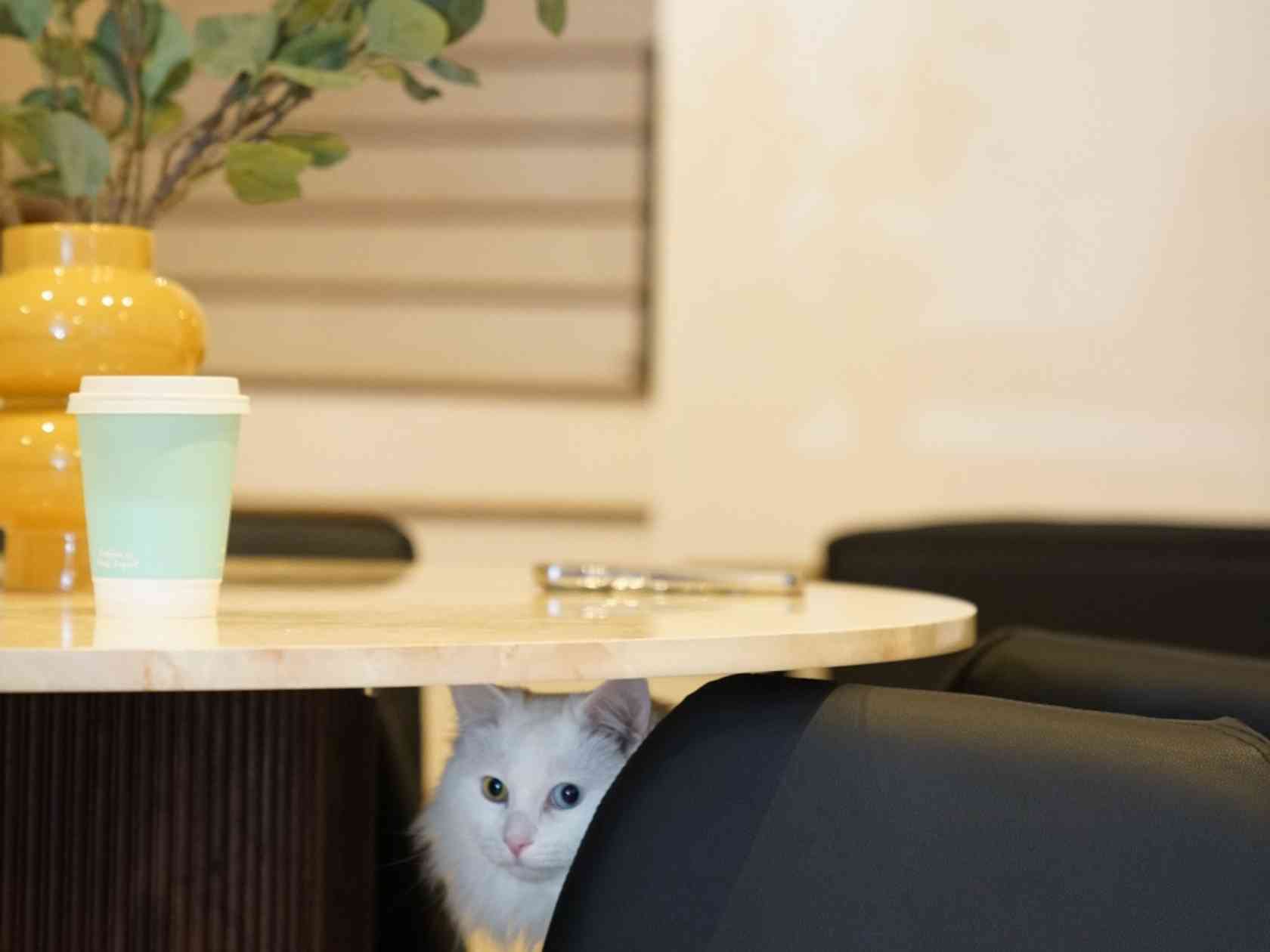 Coworking area