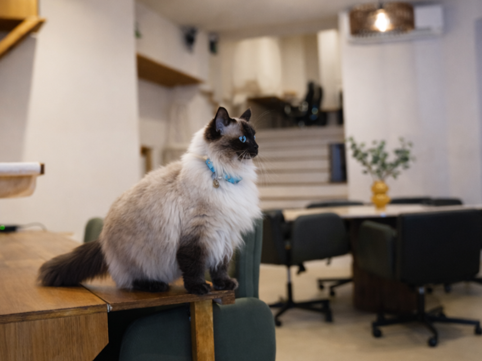 Coworking area