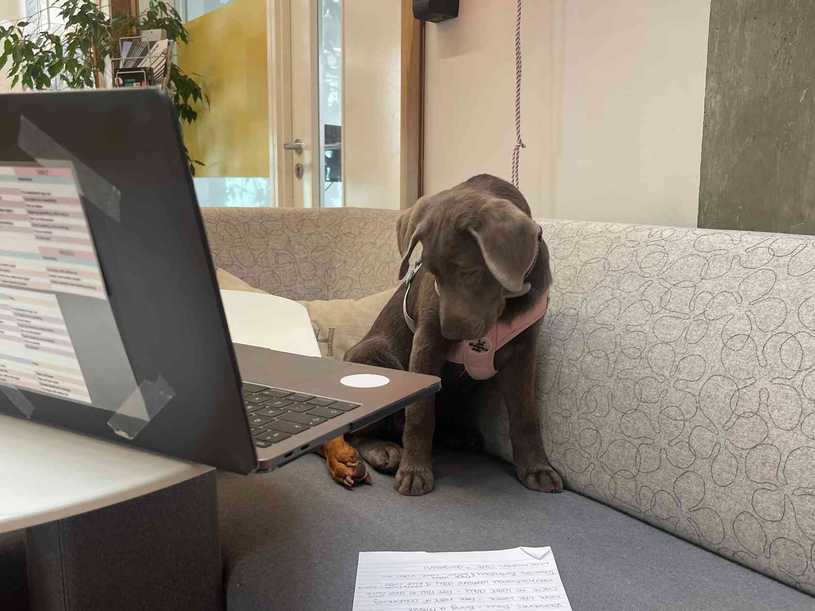Pet friendly