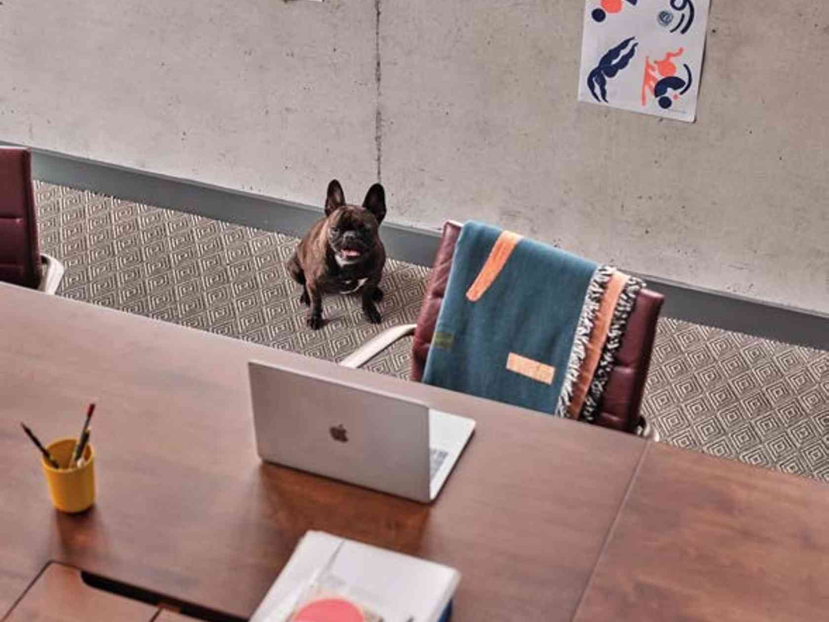 Pet friendly