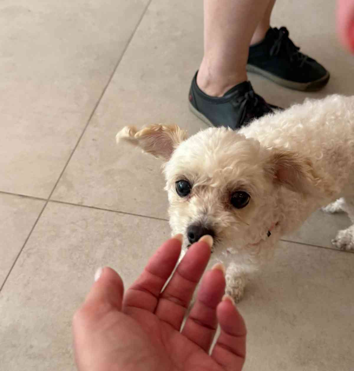 Pet friendly