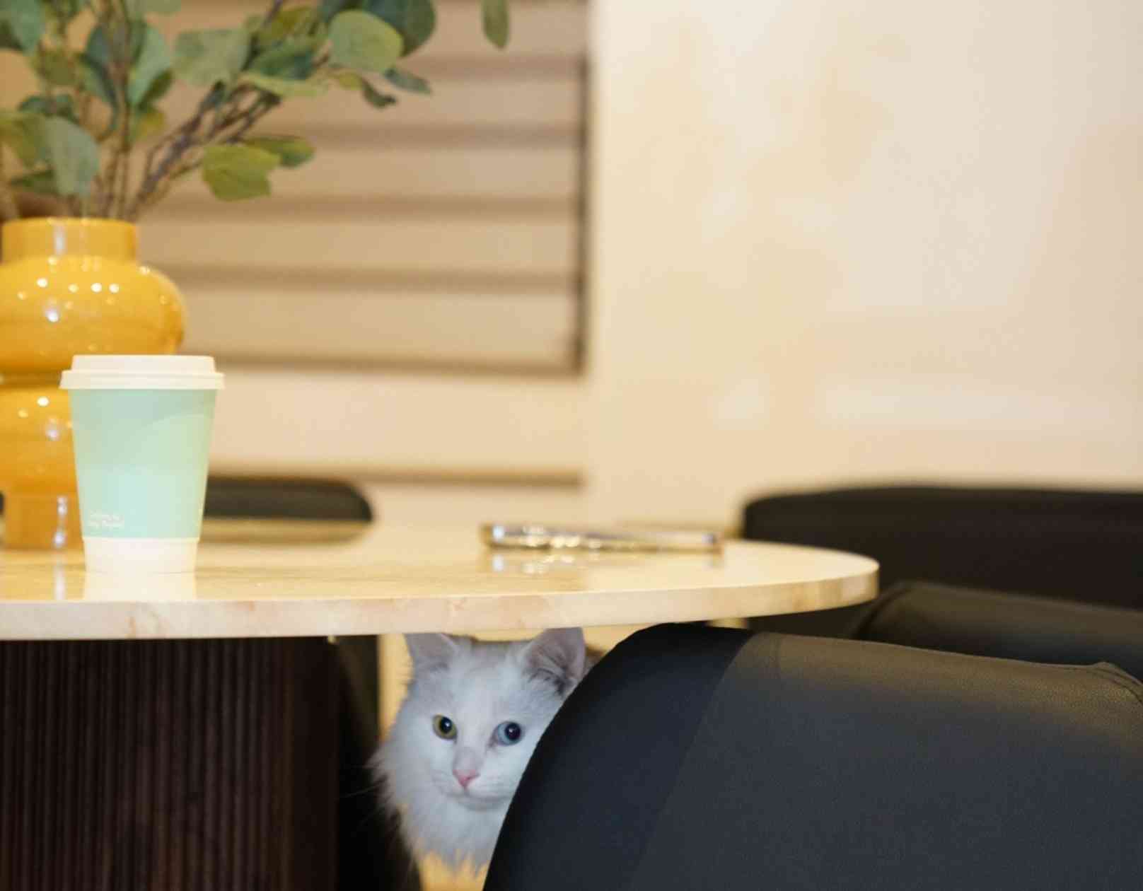 Coworking area