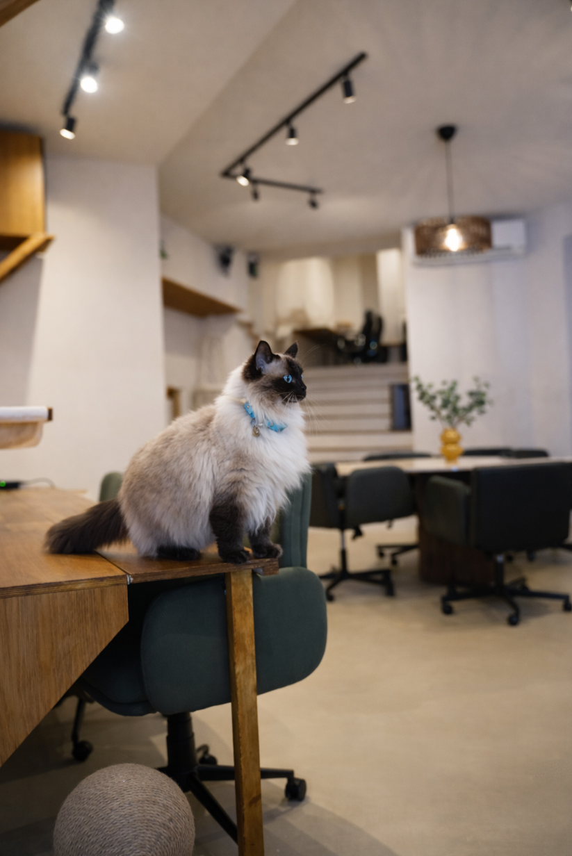 Coworking area